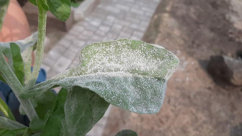 oïdium sur feuilles de poirier