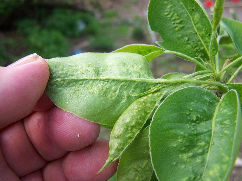 maladies des poires dommages causés par des micro-organismes