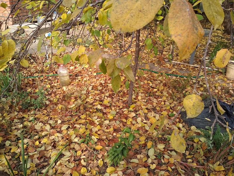 les feuilles mortes doivent être enlevées