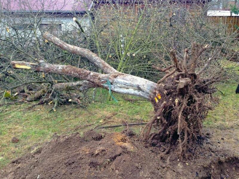 arbre mort