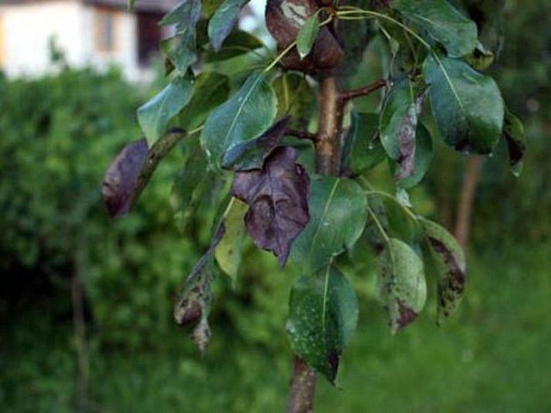 maladie de la poire brûlures bactériennes