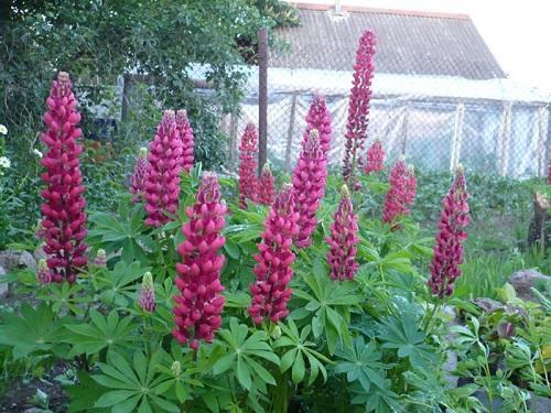 lupin