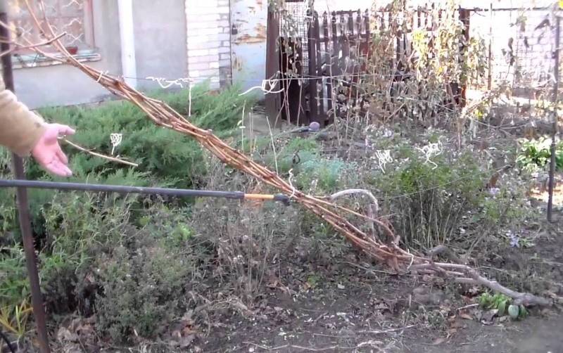 ¿Por qué blanquear las uvas en otoño?