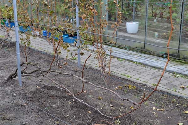 blanquear las uvas en otoño