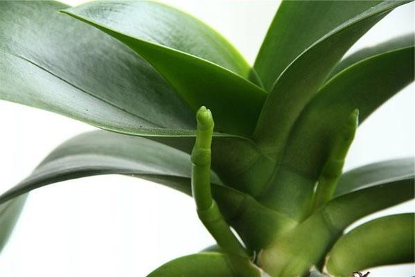 L'orchidée développe une racine aérienne et un pédoncule