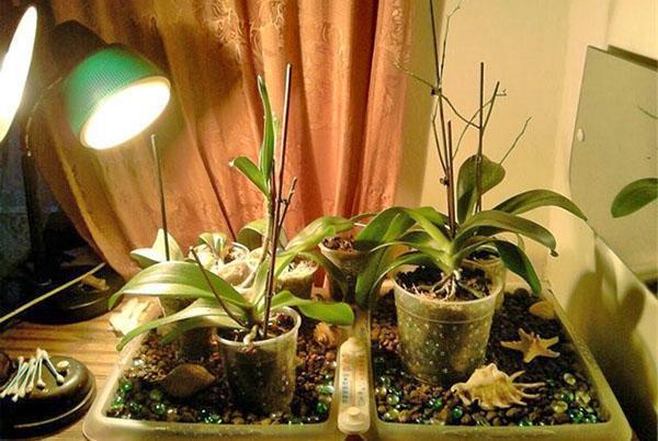 Una orquídea necesita luz adicional para florecer en invierno.