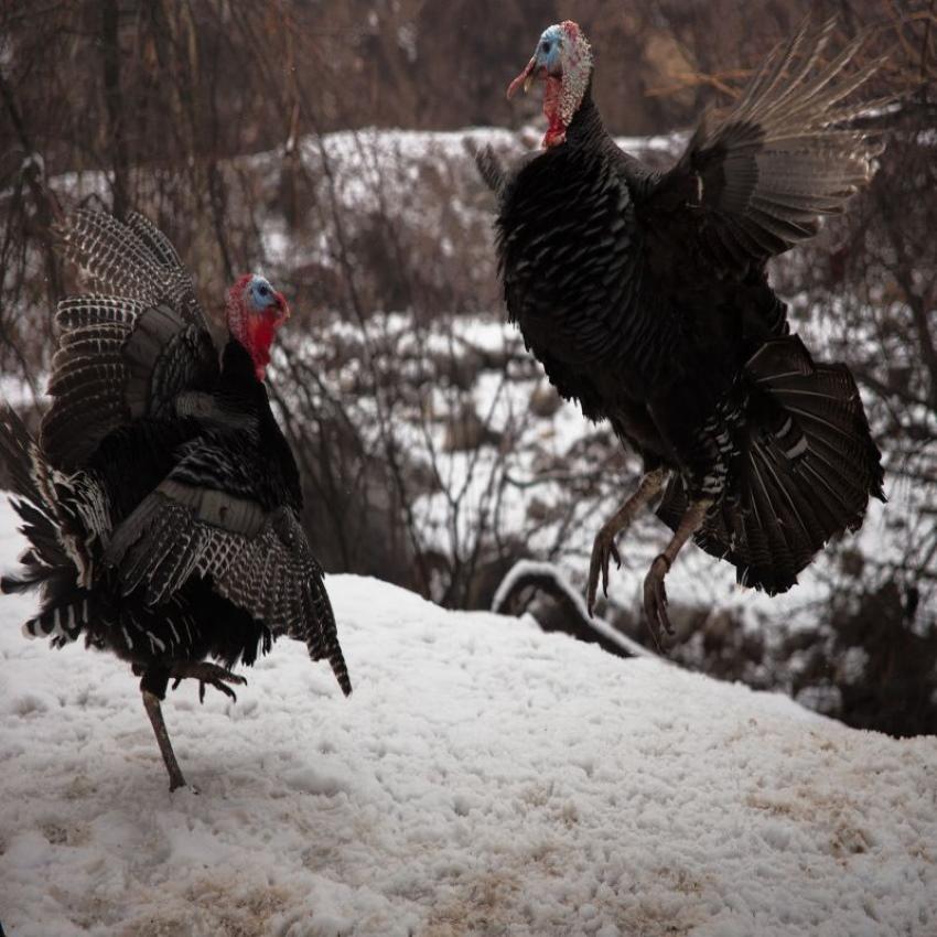 peleas de pavo