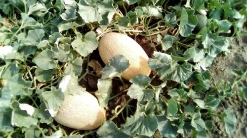 melon dans le jardin