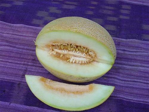 pourquoi le melon est amer