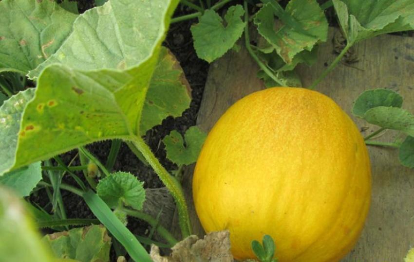 pourquoi le melon est devenu mûr, mais non sucré