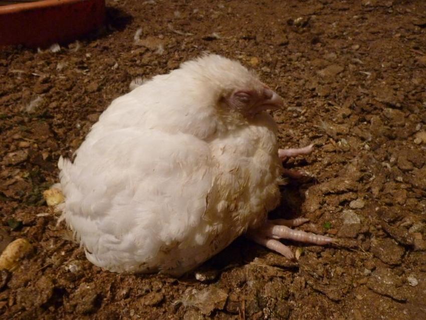 maladies des poulets de chair