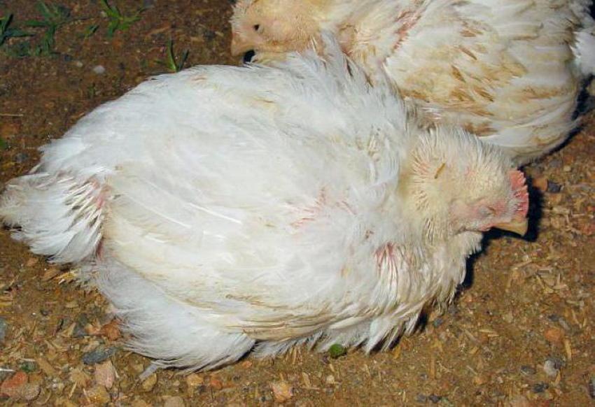 por qué están muriendo los pollos de engorde adultos