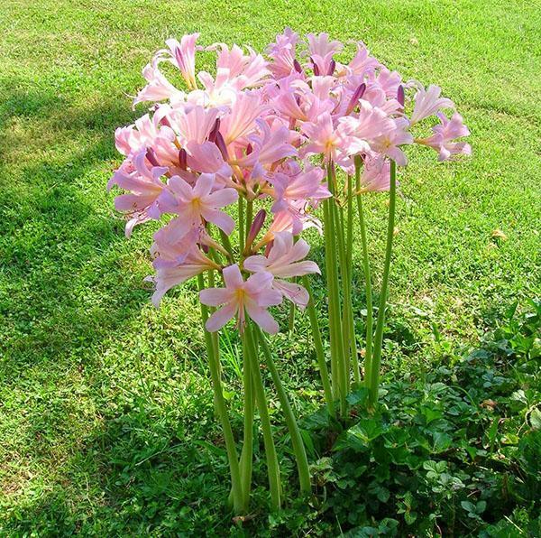 Belle fleur d'amaryllis
