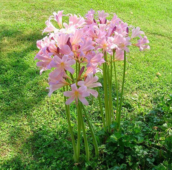 Hermosa flor de amarilis