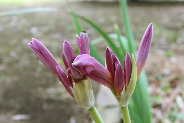 La amarilis casera puede complacer con una floración abundante periódica.