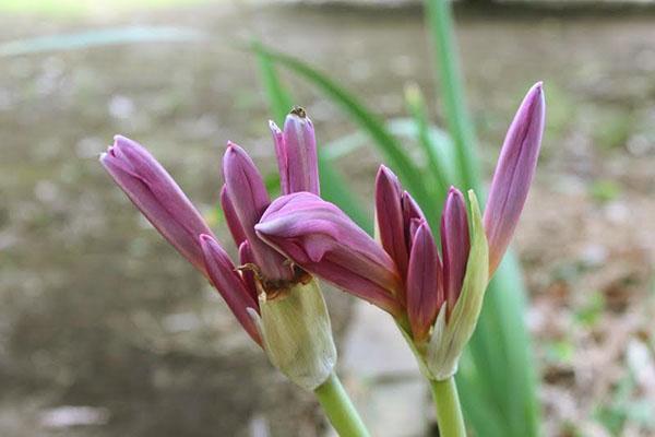 L'amaryllis fait maison peut plaire avec une floraison abondante périodique