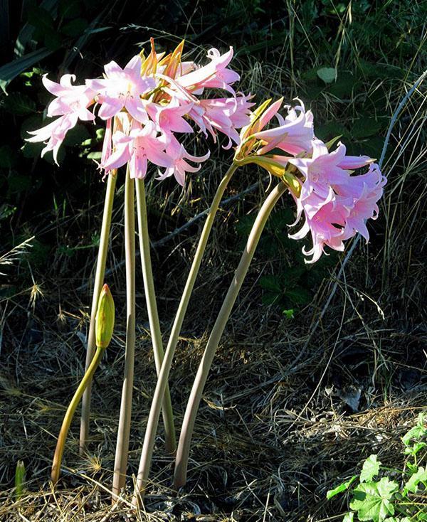 Amaryllis aime les endroits éclairés et aérés