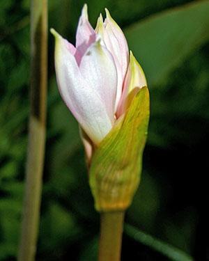 Le bourgeon d'amaryllis s'ouvre