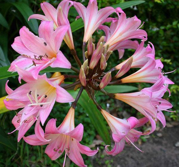 Floraison luxuriante