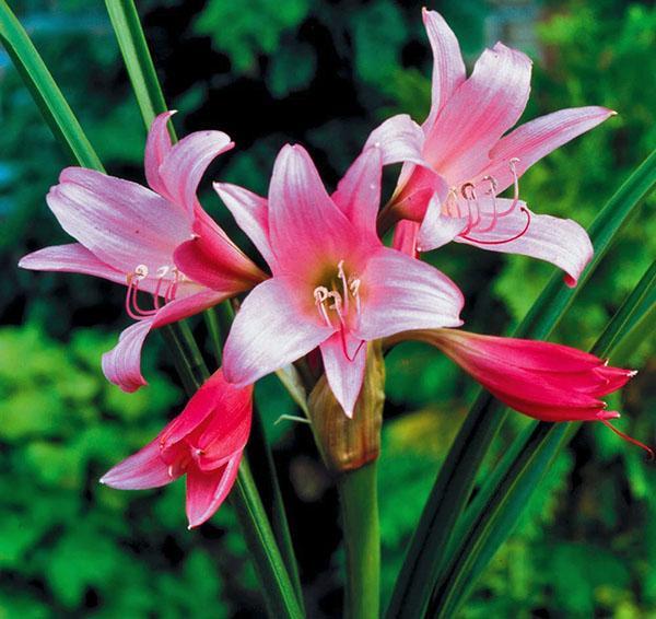 Amaryllis fragante