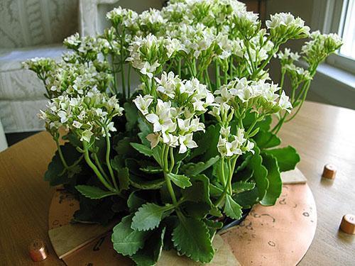 Kalanchoe florece maravillosamente en el período otoño-invierno.