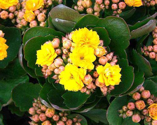 En casa, un Kalanchoe comprado en una tienda también puede florecer