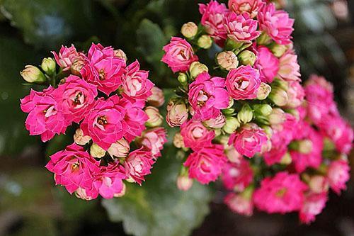 Para que aparezcan hermosas inflorescencias, es necesario observar el régimen de temperatura.