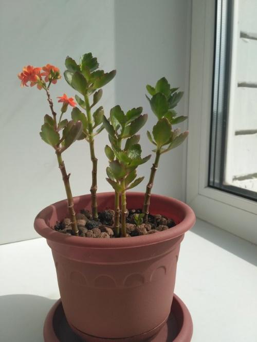 Kalanchoe est allongé et ne fleurit pas bien