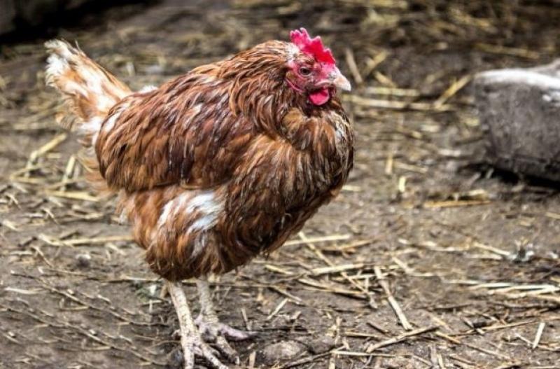 maladies du poulet