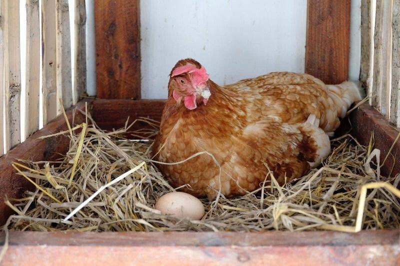 pourquoi les poulets ne se précipitent pas en automne