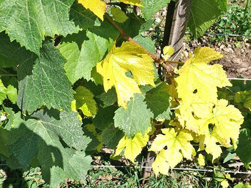 Chlorose carbonatée sur le buisson de raisin