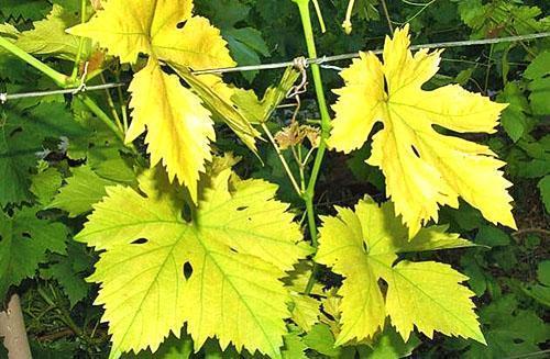 Feuilles de vigne claires