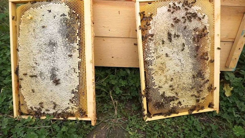 bonne collection de miel