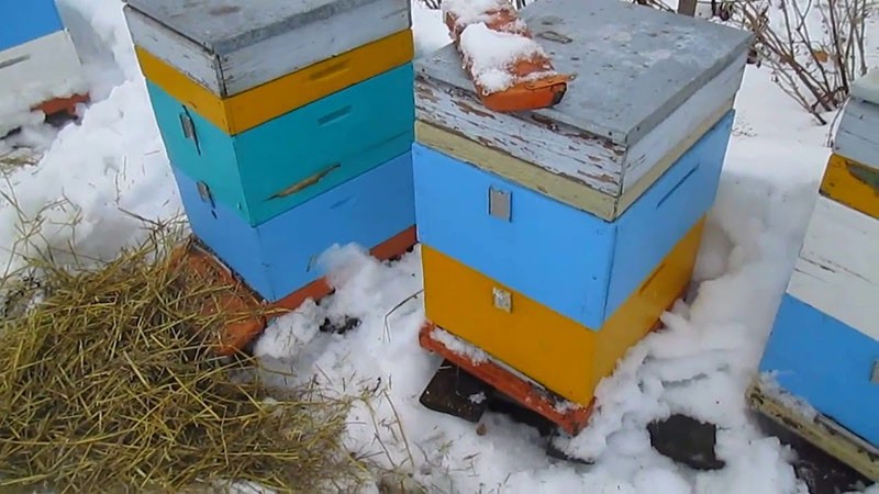 hibernation des abeilles sur un cebro