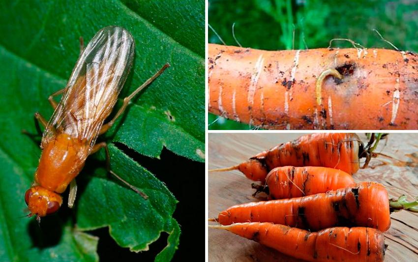 mouche de la carotte sur les carottes