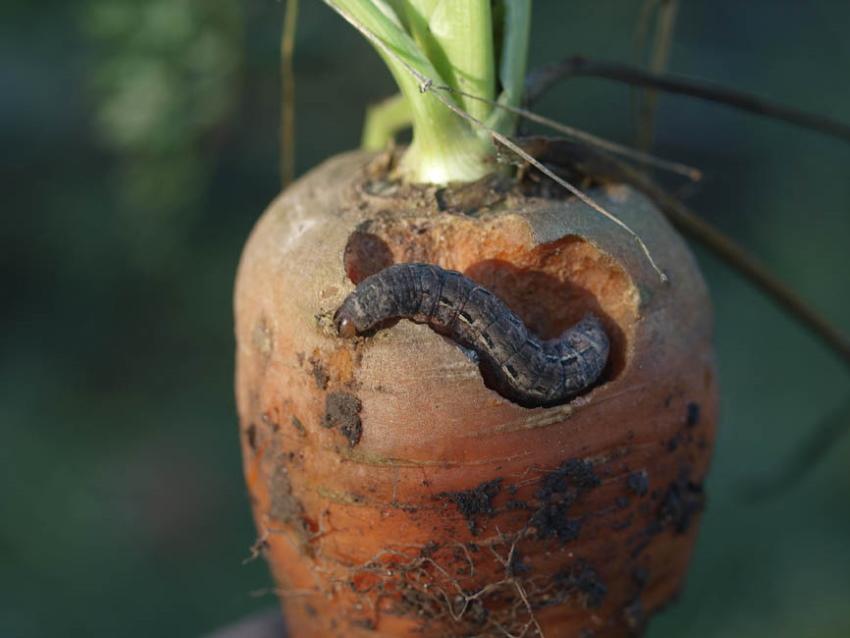 larva de la polilla de exclamación