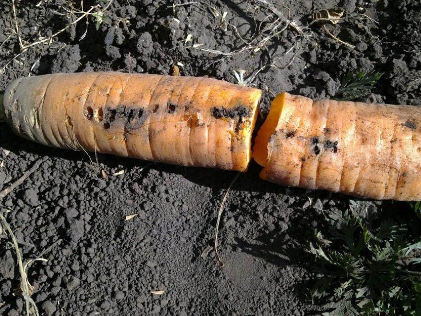 pourquoi les carottes sont-elles véreuses et que faire