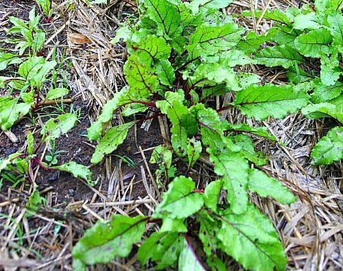 Paillage des plantations de betteraves