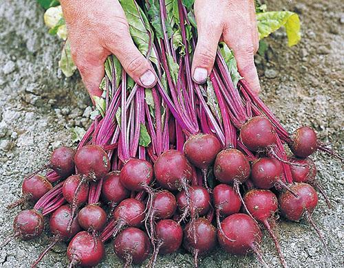 Récolte du jardin