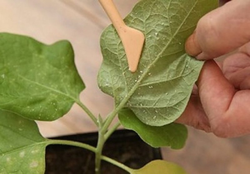pourquoi sur les pucerons de l'aubergine