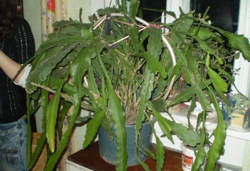 epiphyllum sans taille