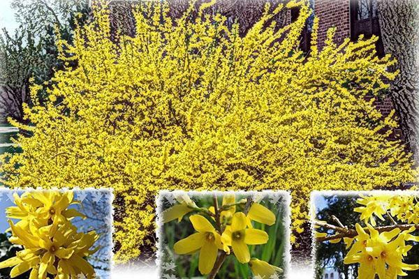 floraison luxuriante de forsythia