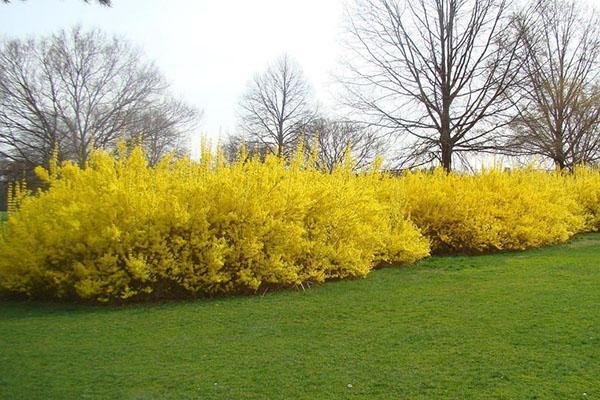 forsythia au début du printemps