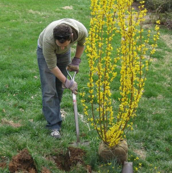 plantar forsitia en el sitio