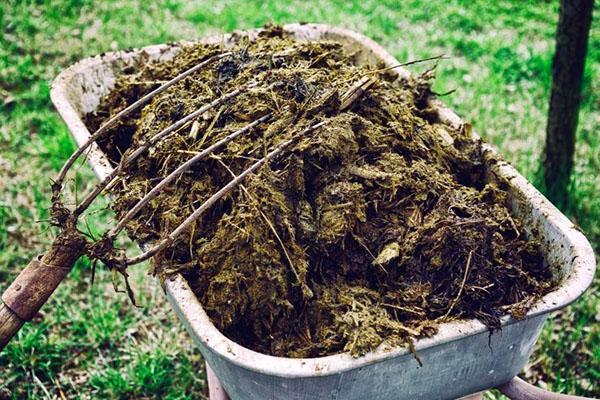 fumier pour fertiliser le forsythia