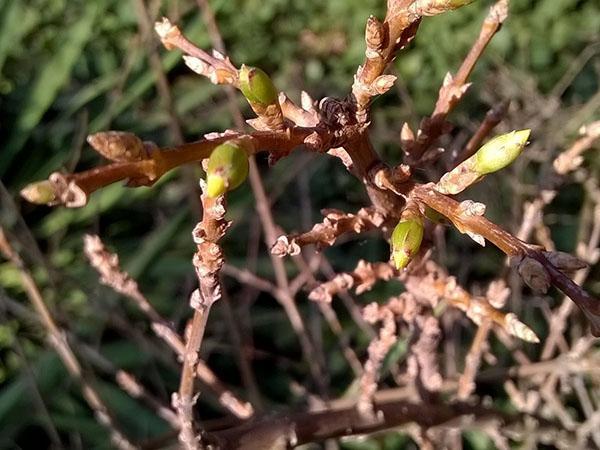 bourgeons fleuris