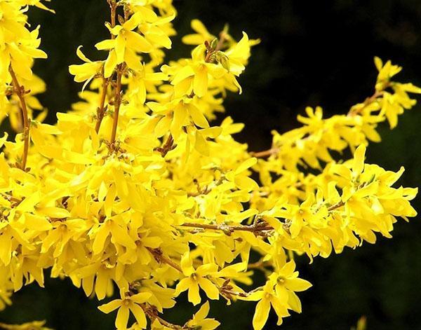 le forsythia fleurit au début du printemps