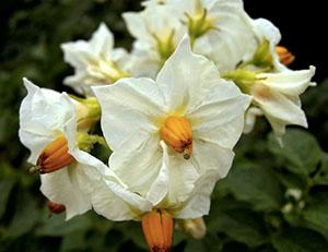 Pommes de terre en fleurs