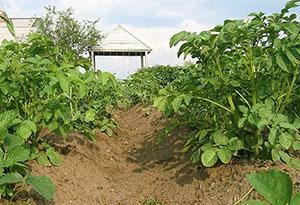 Jeunes pommes de terre sans fleurs