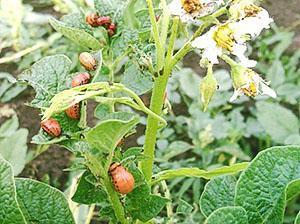 Le doryphore de la pomme de terre endommage les tiges de pomme de terre